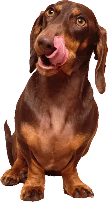 Gunner the dachshund licking his lips